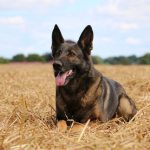 German-Malinois-lying-on-hay-grass