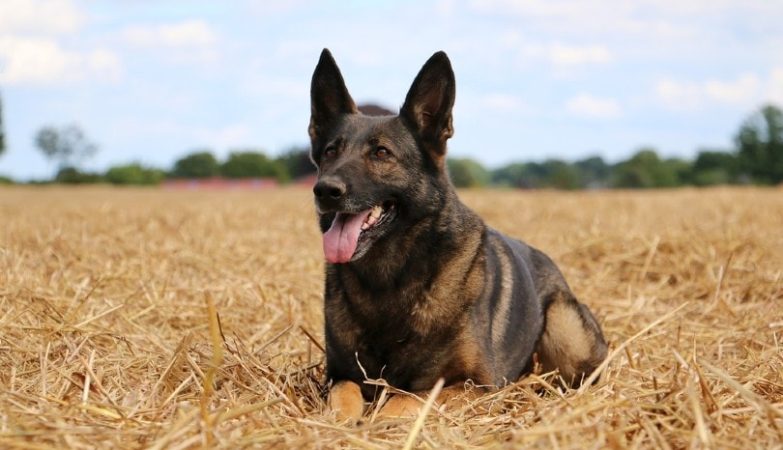 German-Malinois-lying-on-hay-grass