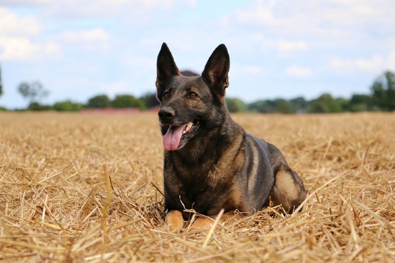 What Is a Malinois X?